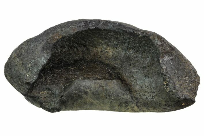 Large, Fossil Whale Ear Bone - Miocene #130249